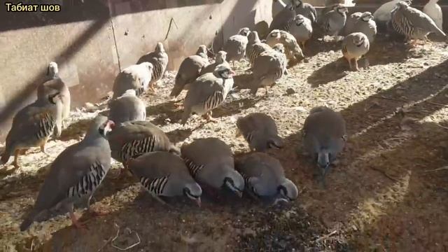 Кабк Keklik که و Partridge Chukar Кабкҳои Фарид Ферма дар Московская область смотреть онлайн