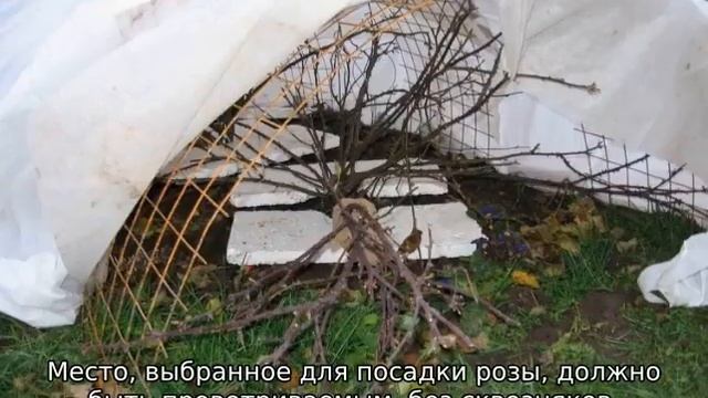 Роза Пале Рояль смотреть онлайн