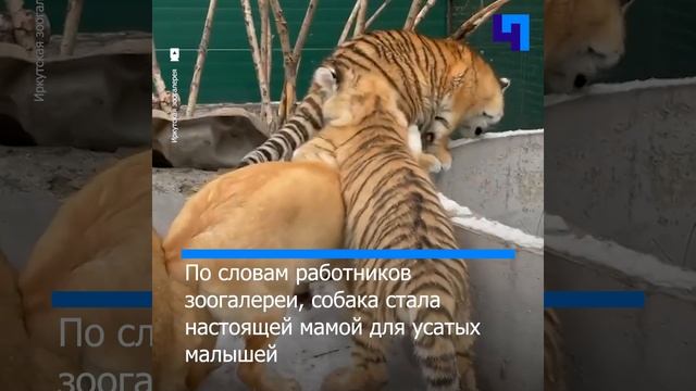 Тигрята и трехлапый львенок из иркутской зоогалереи впервые увидели снег смотреть онлайн