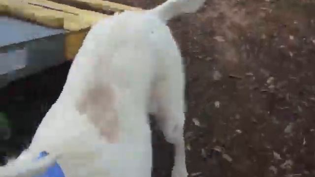 Oracle ATTN list смотреть онлайн