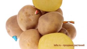 Картофель семенной Метеор ? картофель Метеор обзор: как сажать семенной картофель картофеля Метеор