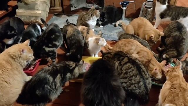Традиционно объедалово котов, которых я забрала с дач (почти все они забраны в этом сезоне)⁠⁠ смотреть онлайн