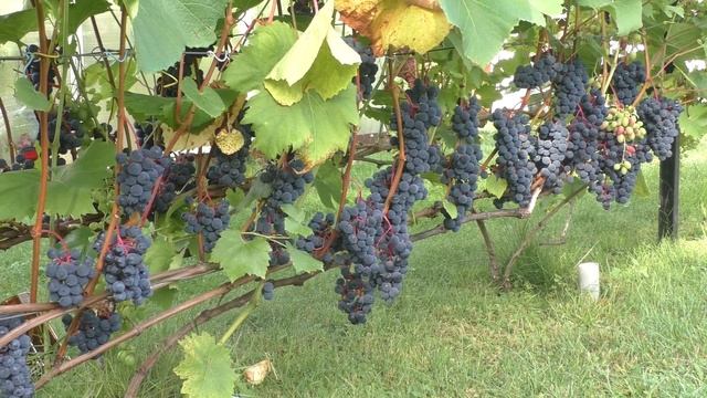 Увядание побегов винограда. Что делать смотреть онлайн