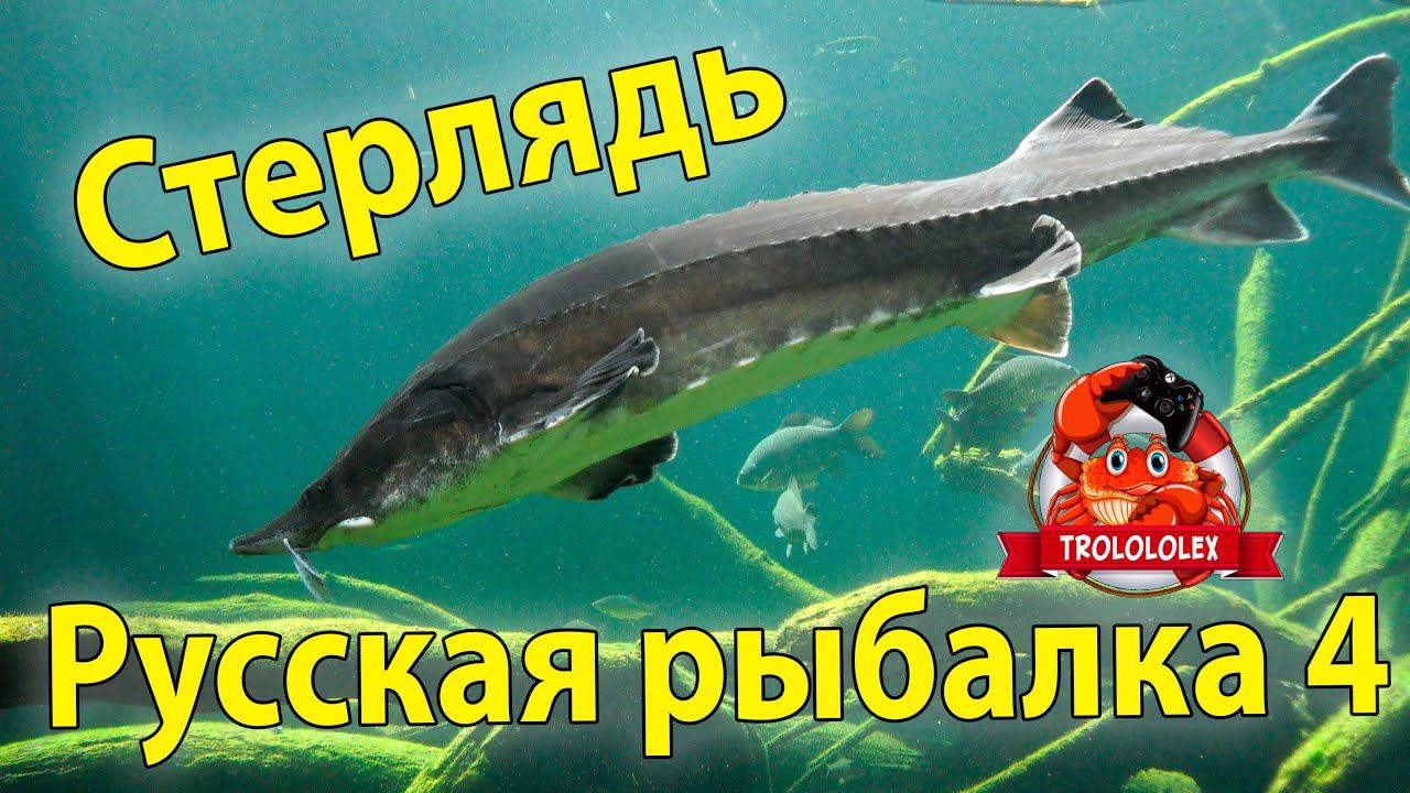 Русская рыбалка 4 Стерлядь смотреть онлайн