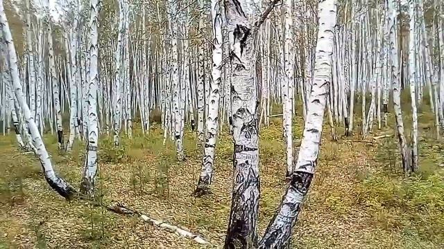 Забайкалье. Осенний берёзовый лес. смотреть онлайн