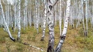 Забайкалье. Осенний берёзовый лес.