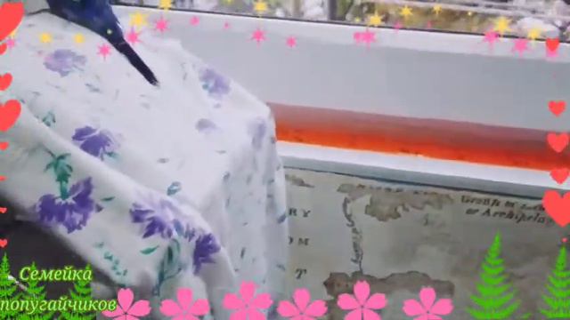 Как приручить волнистого попугайчика📚🦜 смотреть онлайн