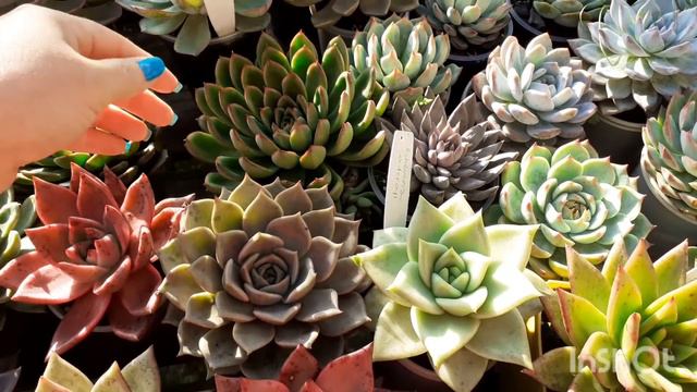 Tour 3 Suculentas Agavoides! Meu cultivo é no tempo/na chuva/ gastando pouco/ cultivo simples !!! смотреть онлайн