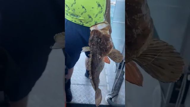 МОРСКАЯ РЫБАЛКА 🎣 В СОЧИ 🏝 УГАДАЙТЕ НАЗВАНИЕ РЫБЫ❓️🤔 #рыбалка #сочи #экскурсии #путешествие #отдых смотреть онлайн