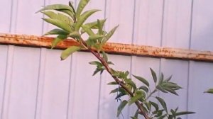 Мой лимонник год спустя