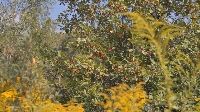 Видео боке тест TOKINA AF 28-80 mm f/2.8 AT-X Pro & CANON 7D смотреть онлайн