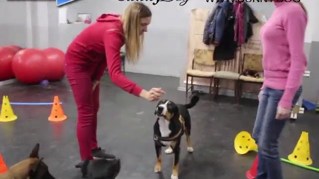 Как научить собаку концентрировать внимание на командах хозяина? смотреть онлайн