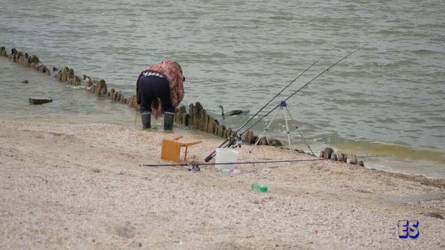 Баклан на рыбалке. Ейская коса 21.09.2021. смотреть онлайн