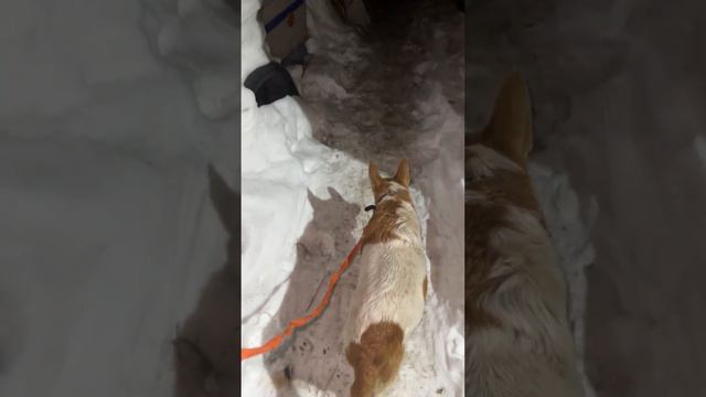 Жужа 🐾 смотреть онлайн
