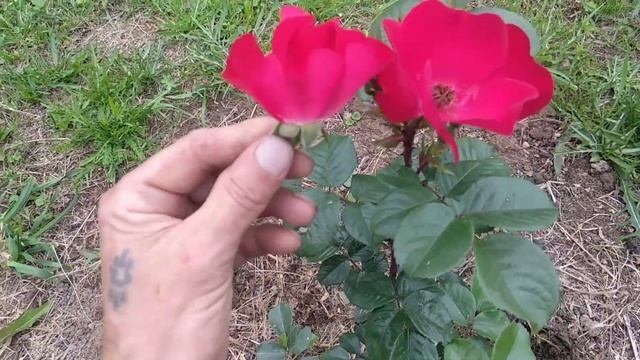Роза Робуста? из двух питомников/ Какая настоящая? смотреть онлайн