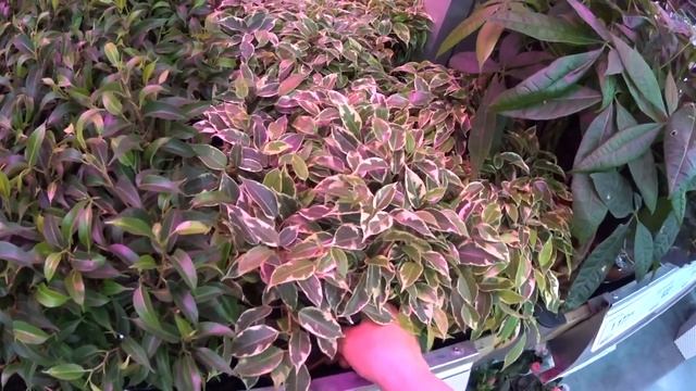 ЛЕРУА МЕРЛЕН. СЕГОДНЯ ЕДЕМ В ГИПЕРМАРКЕТ. ШОК ОТ ЦЕН. ОБЗОР ТОВАРА НА ПОЛКАХ МАГАЗИНА.