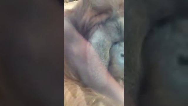 Орангутан целует живот беременной женщины смотреть онлайн