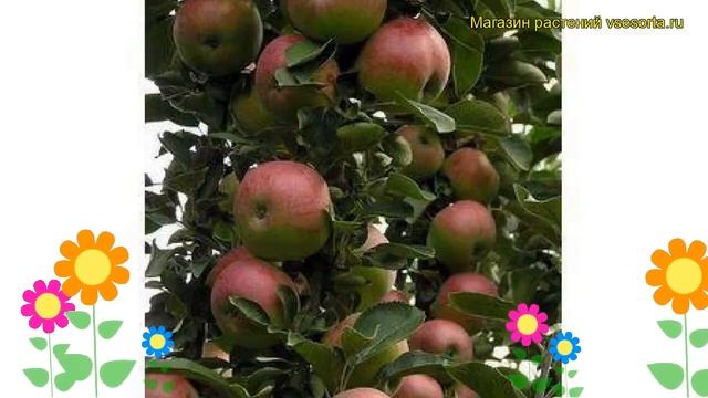 Яблоня колоновидная Арбат. Краткий обзор, описание характеристик malus domestica Arbat смотреть онлайн