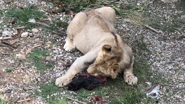 Львино-тигриный прайд обедает