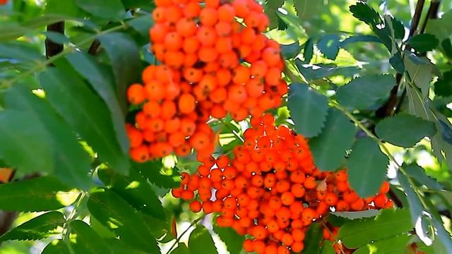видео. футаж "Рябина "". Nature.Free footage. смотреть онлайн