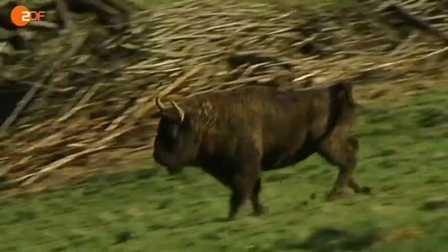 Freilebende Wisente am Rothaarsteig - Bad Berleburg смотреть онлайн