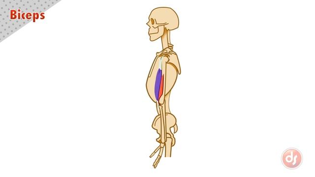 The Biceps
