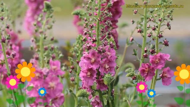 Коровяк фиолетовый Розетта. Краткий обзор, описание характеристик verbascum phoeniceum Rosetta смотреть онлайн