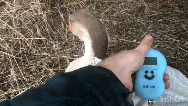 Гуси Холмогори. Продали молоду пару гусей Холмогорів смотреть онлайн