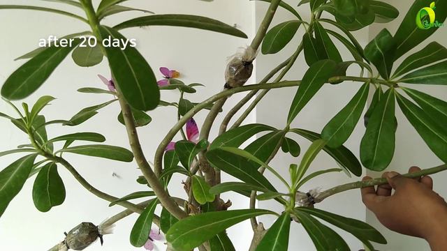 Grow Adenium By Air Layering Method//Air Layering/Adenium propagation/ORGANIC GARDEN смотреть онлайн