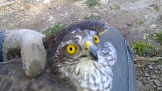 В дом птичка залетела смотреть онлайн