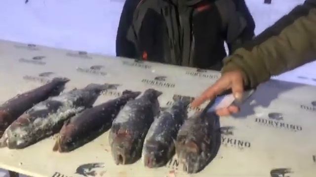 Улов форели 6 шт / Рыбалка в ДУРЫКИНО смотреть онлайн