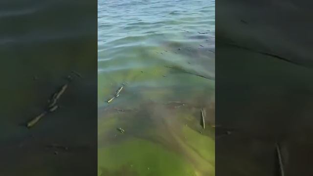 [ Альбом ]
Море в Одессе после разрушения Каховской ГЭС стало зелёным, сообщают очевидцы Прямой эфи смотреть онлайн