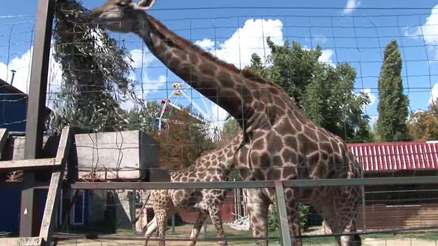 Giraffes, Safari-park, Krasnodar смотреть онлайн