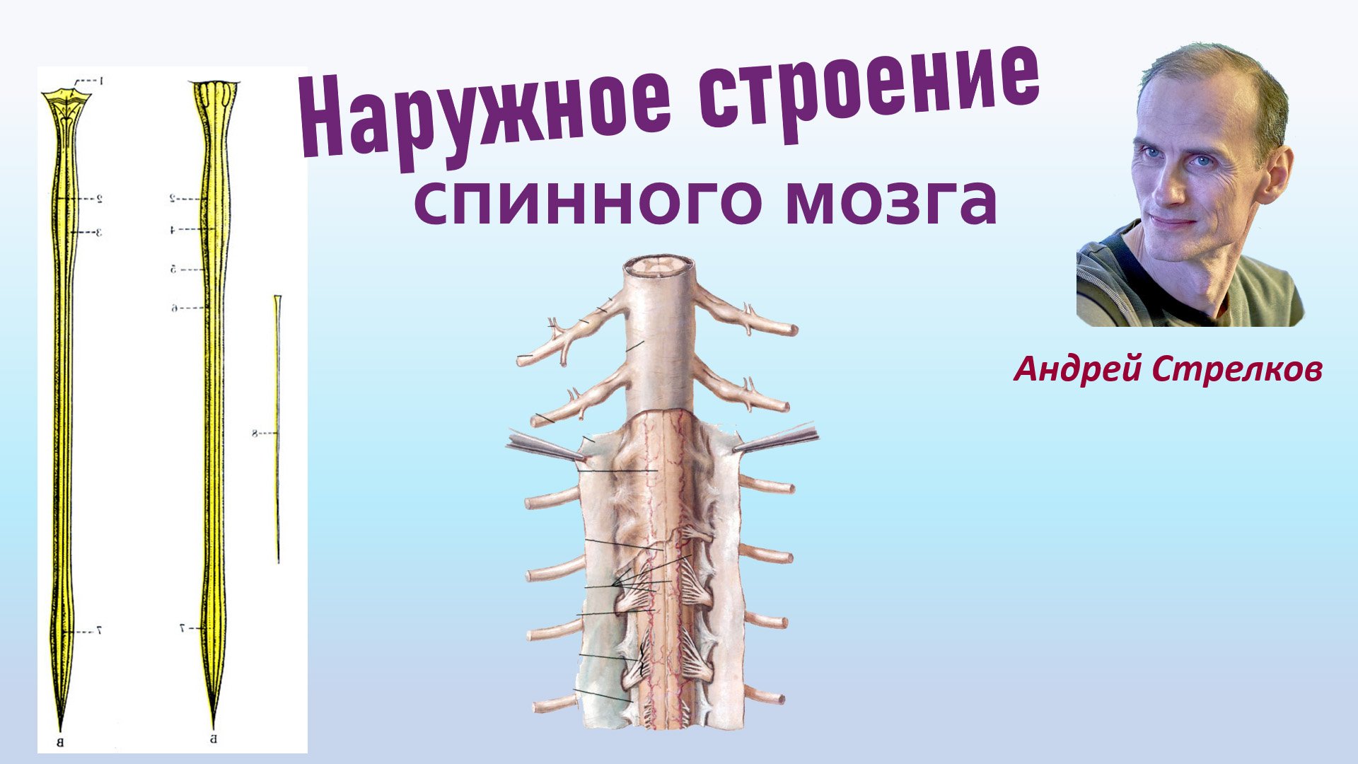 Спинной мозг. Наружное строение смотреть онлайн