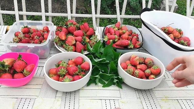 Сорта клубники. Какой сорт никогда не подведет. смотреть онлайн