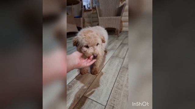 Чау-пу ф1 ❤ Эксклюзив смотреть онлайн