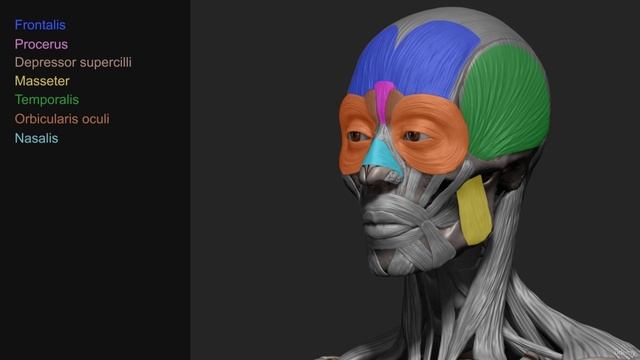 003 Facial Muscles.mp4 смотреть онлайн
