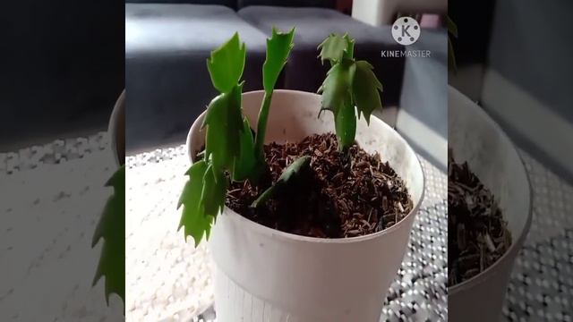 WIJAYA KUSUMA KEPITING || CHRISTMAS CACTUS # Schlumbegera смотреть онлайн