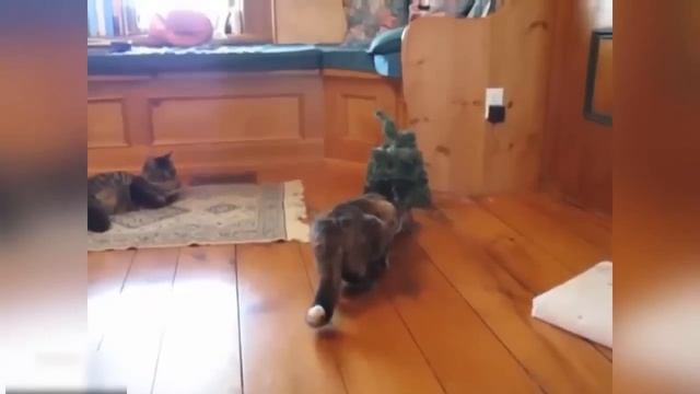 ПРИКОЛЫ С КОТАМИ 2015 || Перезагрузка