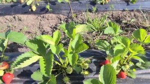 Клубника Арианна, достойный , ультраранний сорт!