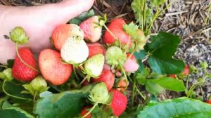 сорт земляники Линоса