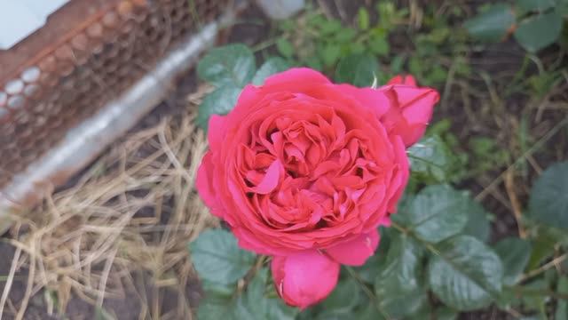 Розы - первогодки из питомника "Роза- Кубань" ч.3 смотреть онлайн