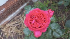 Розы - первогодки из питомника "Роза- Кубань" ч.3