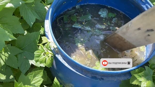 ЖИВАЯ #ПОДКОРМКА для #ПОМИДОР #ОГУРЦОВ #ПЕРЦА смотреть онлайн