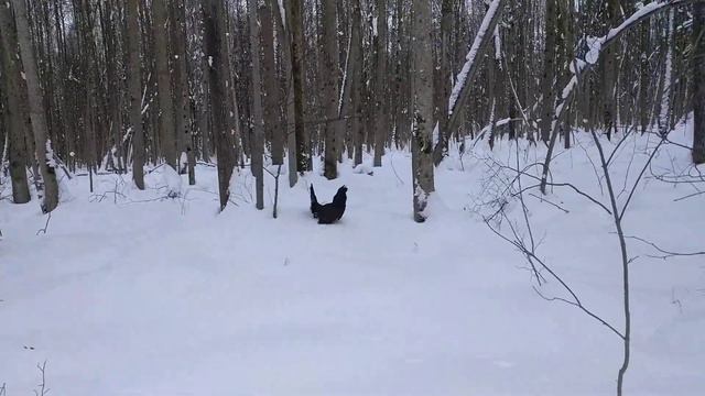 Глухарь смотреть онлайн
