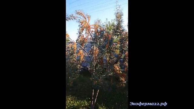 Зависимость урожайности облепихи от наличия поблизости опылителя смотреть онлайн