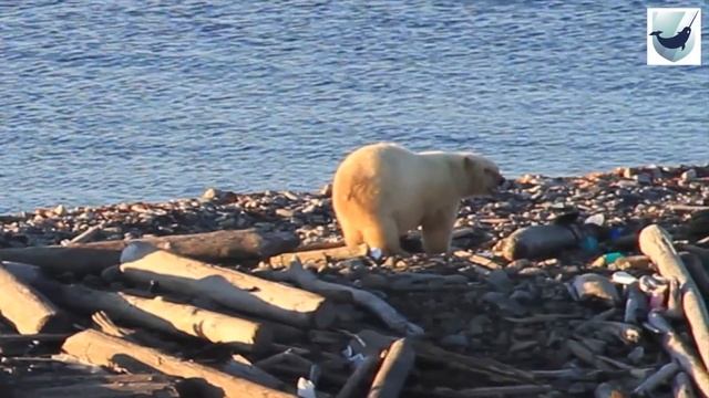 Международный день полярного медведя смотреть онлайн