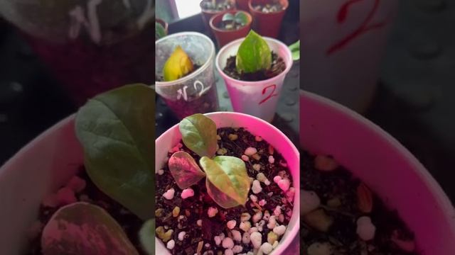 Вариегатность передаётся листом!!! Вариегатный Замиокулькас. смотреть онлайн