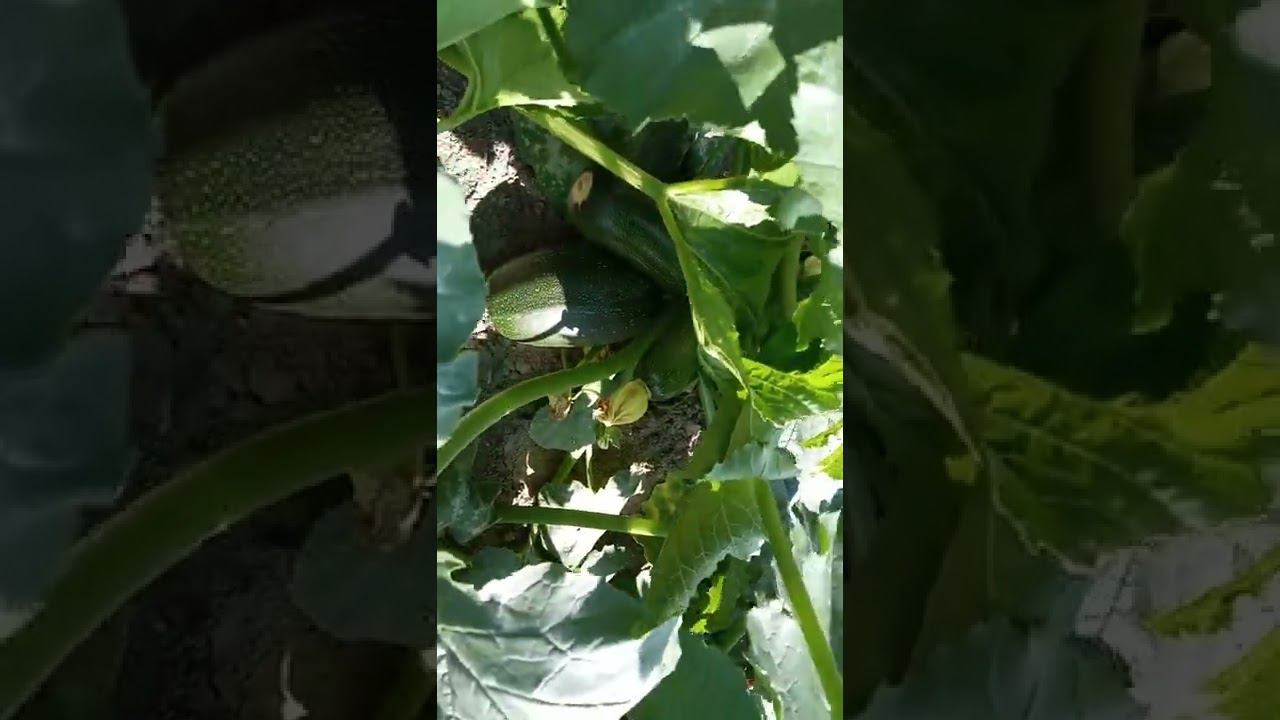 Поспели кабачки смотреть онлайн