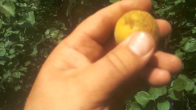 ПЕРСИКОВЫЙ АБРИКОС !!!!! смотреть онлайн